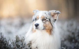 Dog snow grass blurry background - a dog free wallpaper for desktop