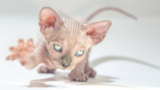 Sphinx cat blue eyes standing - real free wallpaper