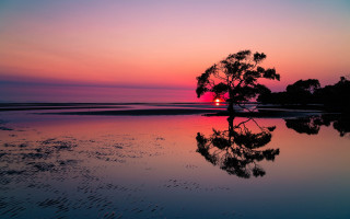 Tree reflection sunset beach pink - a purple sky free wallpaper