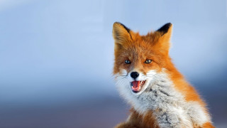 Red fox open mouth angry - mouth wide free wallpaper