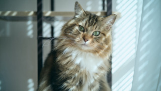 Regal cat shadow window photorealistic - regal free wallpaper