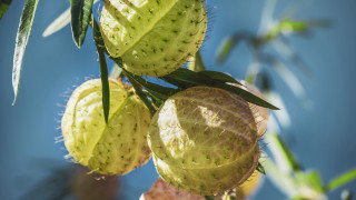 Fruit leaf sky macro blurry - a tree branch free wallpaper