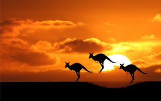 Kangaroos running across field sunset - the sun in the background free wallpaper