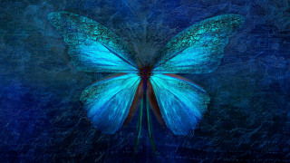 Blue butterfly hologram nature forest - a blue butterfly free wallpaper