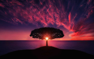 Tree light sunset purple sky - a purple sky free wallpaper