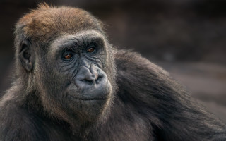 Gorilla portrait blurry background primitivism - primitivism free wallpaper for desktop