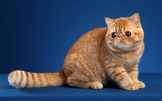 Cat blue background white border - a blue background behind free wallpaper