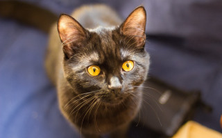 Black cat yellow eyes looking 8 - symmetrical eye free wallpaper