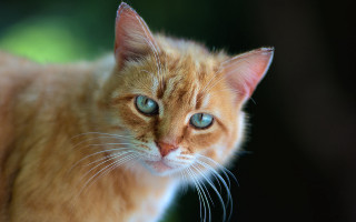 Blue eyed cat wolf glowing - a blurry background of trees free wallpaper