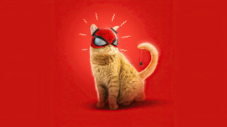 Cat spidermask stick lightning torii - marvel comic free wallpaper