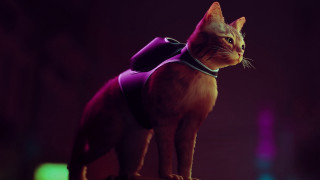 Purple cat vest table dark - a table in the dark free wallpaper