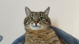 Black cat blue chair green - professional photo free wallpaper