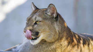 Mountain lion closeup tongue out - background of trees free wallpaper