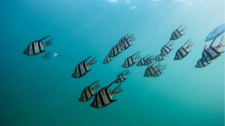 Fish group ocean blue background - underwater free wallpaper