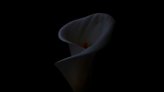 White flower chiaroscuro dark spot - chiaroscuro free wallpaper
