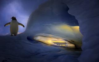 Penguin cave light background penguin - a penguin free wallpaper