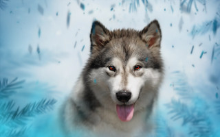 Husky blue eyes snow fish - fish free wallpaper
