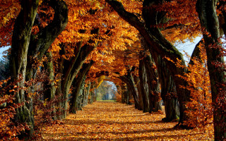 Autumn pathway trees fall leaves - movement free wallpaper