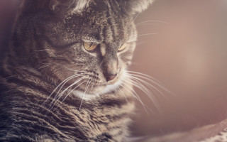 Cat blanket distant gaze blurry - a blanket free wallpaper