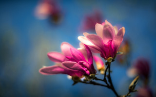Pink flower blue background macro 5 - soft free wallpaper