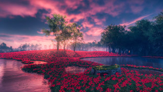Sunset lake field bench flowers - a bench in the middle free wallpaper