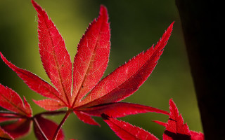 Red leaf sunlit branch macro - a red leaf free wallpaper