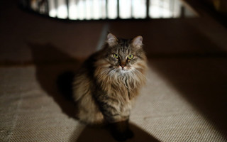 Cat sitting sunlight shadow window - chiaroscuro free wallpaper