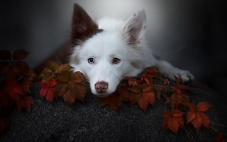 White dog rock plant autumn - a plant free wallpaper