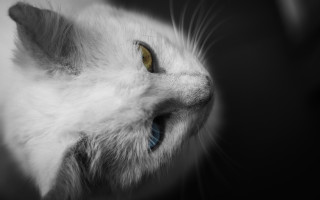 White cat blue eye looking - a white cat free wallpaper