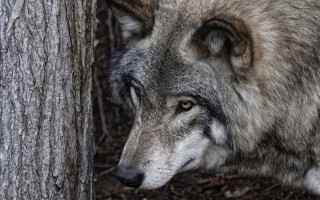 Wolf tree woods closed eyes - free dogs wallpaper