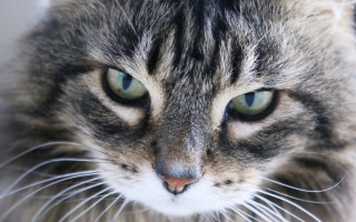 Cat closeup green eyes macro - a blurry background of the image free wallpaper