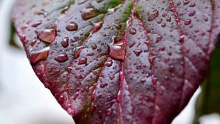 Leaf water droplets macro photography - free textures wallpaper