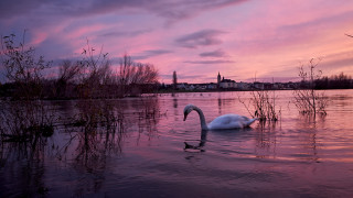 Swan water sunset city pink - evening free wallpaper