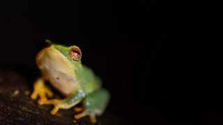 Green frog yellow belly branch - a green frog free wallpaper for desktop