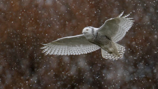 Snowy owl flying snow brown - its wing free wallpaper for desktop