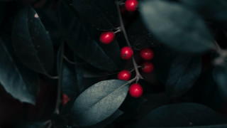 Branch berries leaves macro photograph - branch free wallpaper for desktop