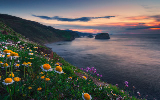 Sunset ocean wildflowers cliffs pink - wildflower free wallpaper