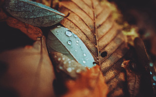 Leaf water droplets autumn nature - a leaf free wallpaper for desktop