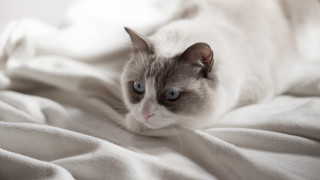 Cat laying bed white blanket - catrin g grosse free wallpaper