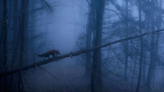 Bear fallen tree forest foggy - fallen free wallpaper