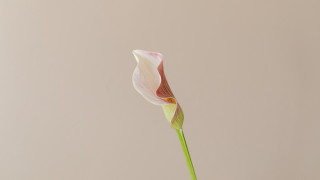 Single flower vase minimalist stilllife - aileen eagleton free wallpaper