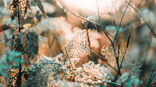 Cherry blossoms plant leaves flowers - soft light free wallpaper