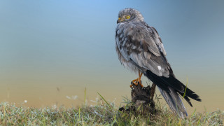 Eagle perched on tree stump - ultra realistic digital art free wallpaper