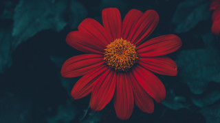 Red flower yellow center dark - leaf and grass free wallpaper