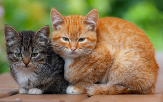 Two cats wooden floor green - incoherent free wallpaper