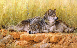 Wolf field grass rocks animals - brothers hildebrandt free wallpaper