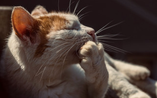 Cat laying up blurry depth - its eye free wallpaper for desktop