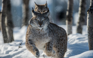 Lynx walking snowy forest wildlife - covered free wallpaper
