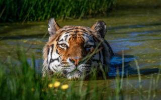 Tiger water grass mouth eye - a tiger free wallpaper