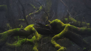 Moss covered tree trunk forest - a moss free wallpaper